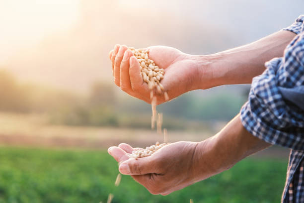 beans seed in farmer hand pouring into hand with plantation farm background white beans seed in farmer hand pouring into hand with plantation farm background at evening with sunshine, industrial agriculture handful stock pictures, royalty-free photos & images