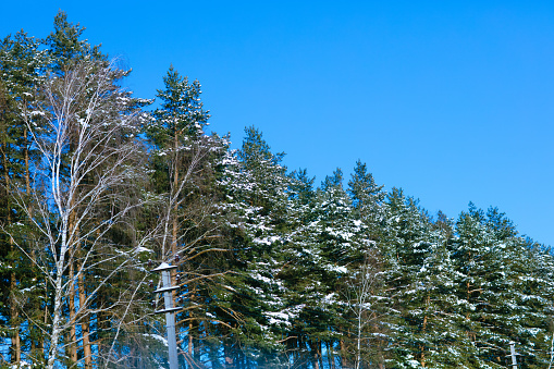 winter forest landscape - blue sky