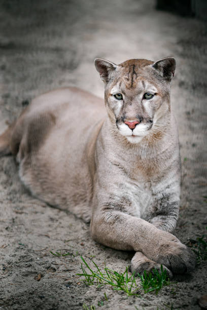 istock Portrait of a cougar (Puma concolor) lying on the sand. 1303865753