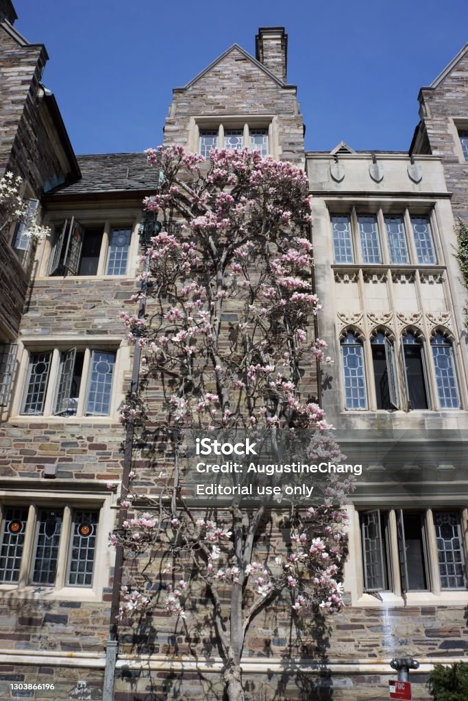 Magnolias in Princeton Magnolias flowering on the campus of Princeton University, New Jersey, USA. Princeton University Stock Photo