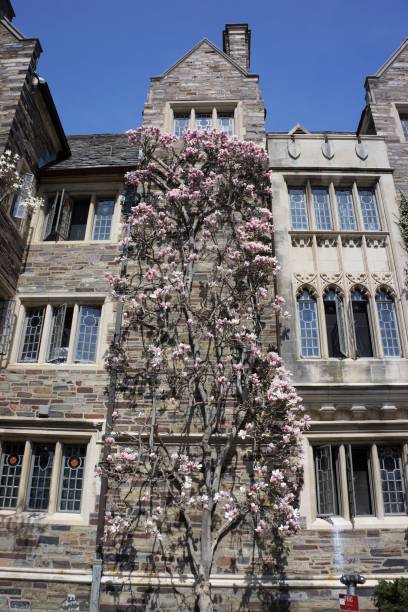 Magnolias in Princeton stock photo