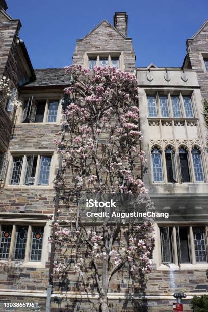 Magnolias In Princeton Stock Photo - Download Image Now - Princeton University, Architecture, Beauty