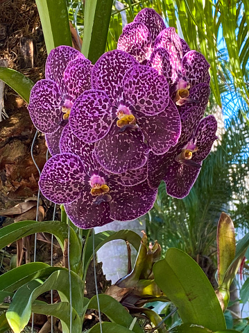 Purple Vanda orchid outdoors in full bloom outdoors.