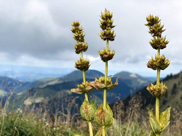 Landscape with plants against mountains, Montreux, Vaud Canton, Switzerland