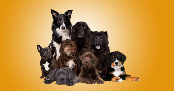 istock group of eight dogs looking at camera 1303868428