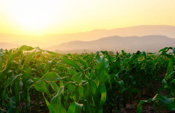 istock corn field in agricultural garden and light shines sunset 1303868962