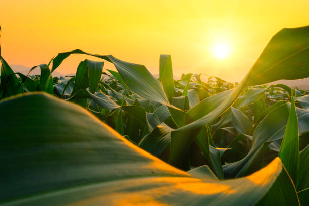 corn field in agricultural garden and light shines sunset green corn field in agricultural garden and light shines sunset plantation photos stock pictures, royalty-free photos & images