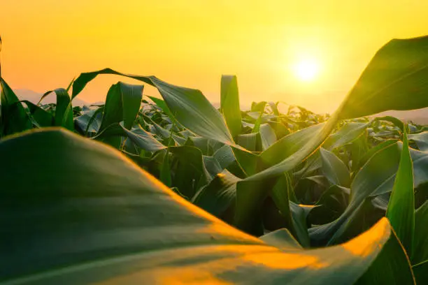 Photo of corn field in agricultural garden and light shines sunset