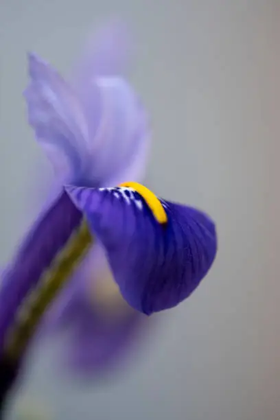 Close-up van een deel van een iris