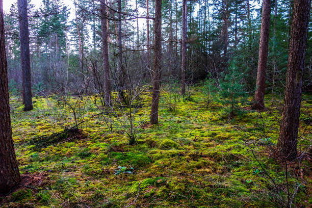 istock Wood covered with mosses from nitrogen polution at Den Treek near Amersfoort, Netherlands 1303870271