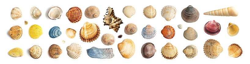 Multicolored Seashells Big Collection Isolated on White Background Top View. Set of Brown, Yellow and Grey Clam Mollusc Shells