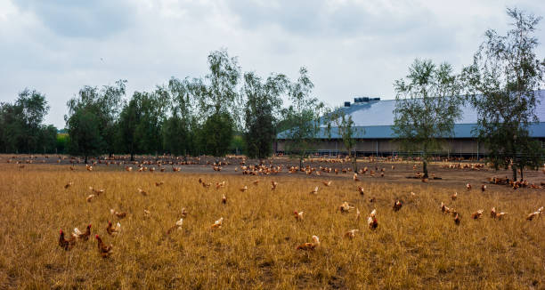istock Chickens walking around in a chicken farm 1303870458