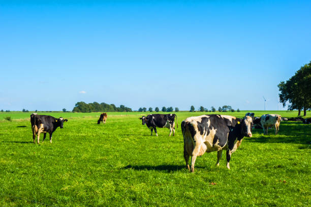 istock Landscape with meadow and cows 1303870611