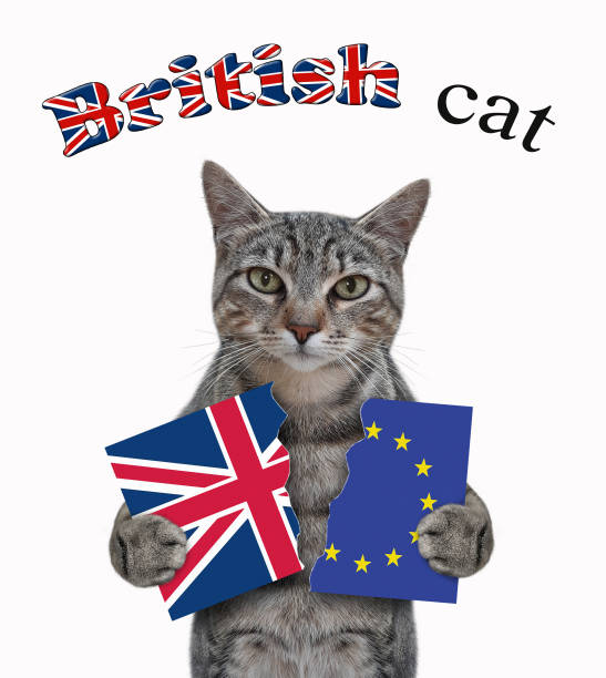 istock Cat gray holds two pieces of flag 2 1303871447