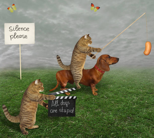 istock Cat beige making movie 1303871456