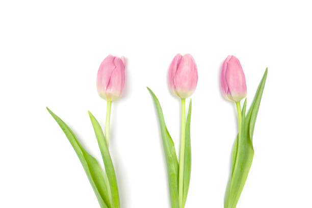 istock Wonderful pink tulips on a white background. 1303871759