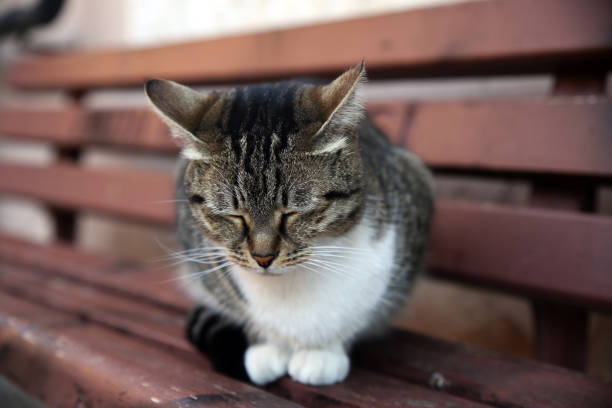 istock Young brown-white tabby cat crouched on a wooden bench with closed eyes. 1303871899