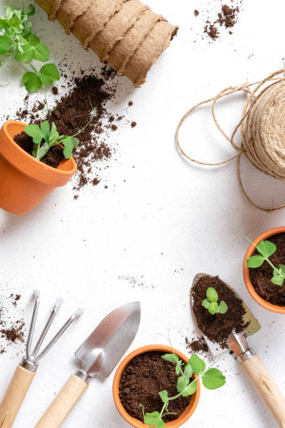 istock Gardening, growing seedlings in pots 1303871926