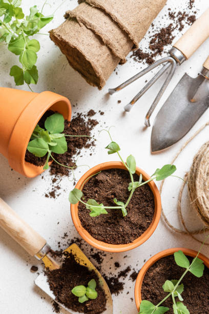 istock Gardening, growing seedlings in pots 1303872063