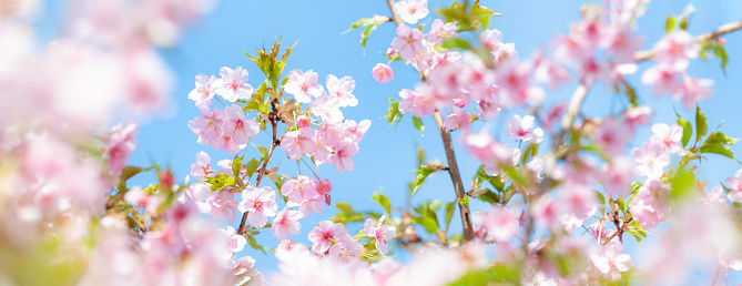 Panoramic image of Kawazu-zakura Cherry blossoms in full bloom on blue sky background. A scene of spring time in Japan. Creases lannesiane carriere.