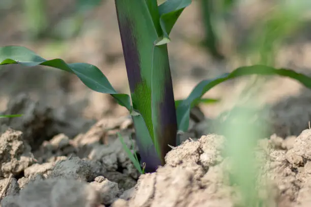 The maize plant possesses a simple stem of nodes and internodes or water while the maize is growing