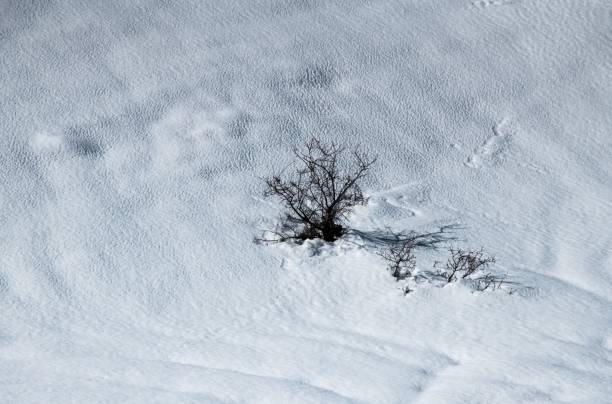 istock little branch in a snow field 1303876239