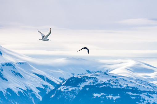 Gulls flying over snow-capped mountains along the coast of Alaska