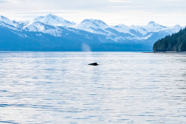 istock Humpback Whale surfacing off the coast of Alaska 1303877323
