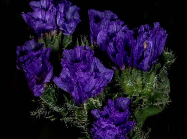 istock Purple Limonium Sinuatum. 1303878936