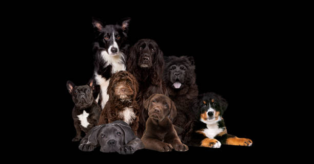 eight dogs isolated on black background - dog group of animals variation in a row imagens e fotografias de stock