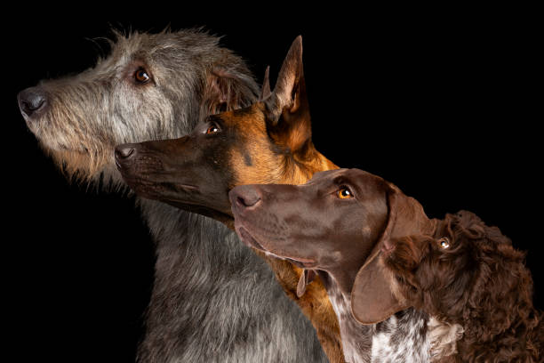 istock Group side view portrait of four dogs 1303878965