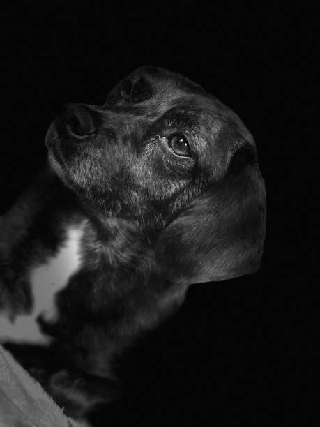 istock Small Dog in Black and White 1303879248