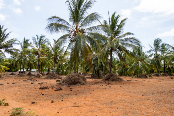 istock A large plantation of coconut palms 1303879806