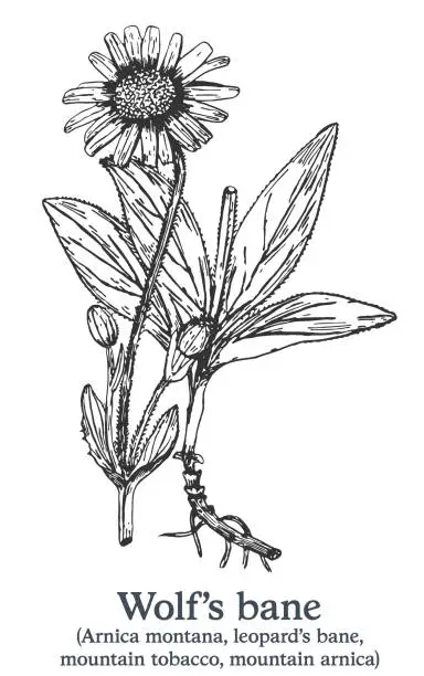 Vector illustration of Wolf's bane. Vector hand drawn plant. Vintage medicinal plant sketch.