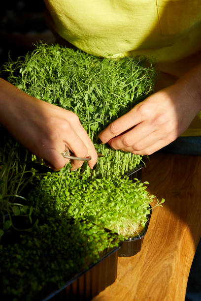 istock Woman cut by scissors microgreen at wooden table, hard light 1303880054