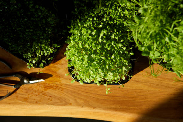 istock Different microgreens in the trays on wooden table, hard light 1303880063