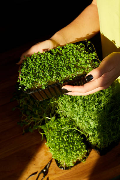 istock Woman take or put a microgreens at wooden table, hard light 1303880064