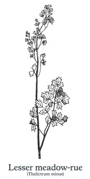 Vector illustration of Lesser meadow-rue. Vector hand drawn plant. Vintage medicinal plant sketch.