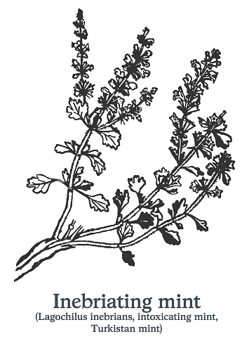 Inebriating mint. Vector hand drawn plant. Botanical plant illustration. Vintage medicinal plant sketch.