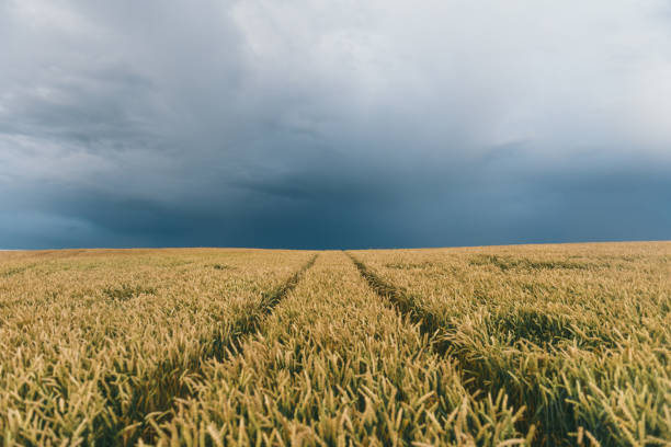 istock A pathway through the agricultural field and forest under cumulus clouds after the rain, golden sunlight. Dramatic cloudscape. Idyllic rural landscape. 1303882446