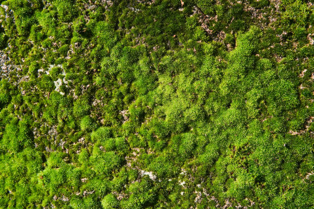istock background, texture - bright green moss on a concrete wall 1303882516