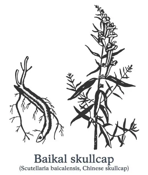 Vector illustration of Baikal skullcap. Vector hand drawn plant. Vintage medicinal plant sketch.