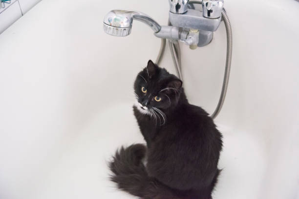 istock Tuxedo cat hiding in the bathtub. 1303883243