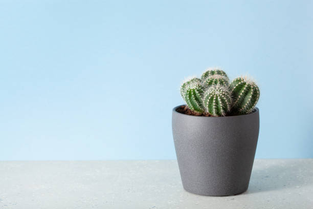 istock green houseplant cactus parodia warasii 1303883339