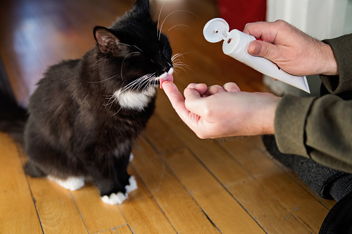 Taking care of cat’s teeth is part of a daily routine. Man giving 7 month’s old female cat pet toothpaste with his finger. Horizontal indoors full length shot with copy space.