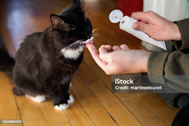 Daily Care Man Giving Toothpaste Gel To Cat Stock Photo - Download Image Now - Domestic Cat, Toothpaste, Dental Health
