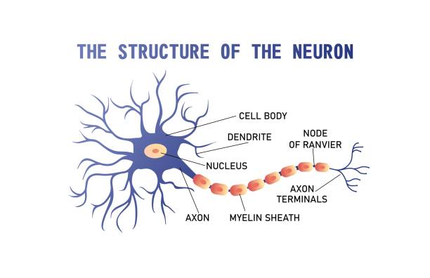 脳神経の構造 - medulla点のイラスト素材／クリップアート素材／マンガ素材／アイコン素材