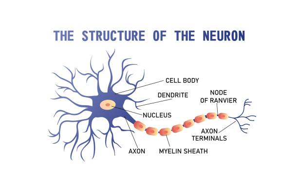 ilustrações de stock, clip art, desenhos animados e ícones de structure of the brain neuron - nerve cell illustrations