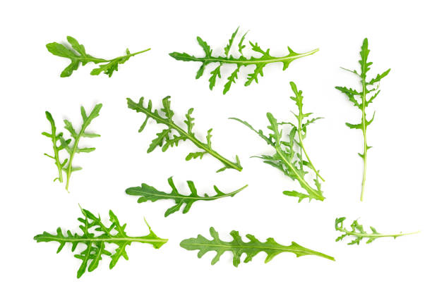 istock Arugula, Arugula, Ruccola Leaves, Rucola, Eruca or Roquette Salad 1303884008