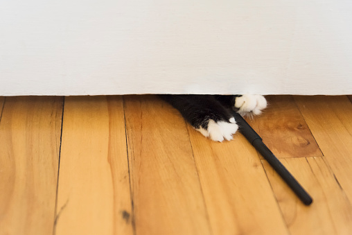 Cute and funny 7 month’s old female tuxedo cat playing with pen under a door. Horizontal indoors close-up shot with copy space. No people.